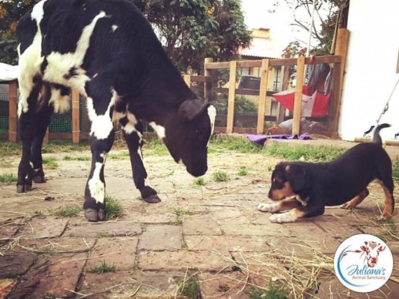 Today, the two are inseparable. They do everything together, from napping to playing.