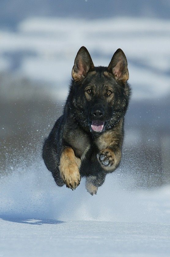 winter running dog german shepherd