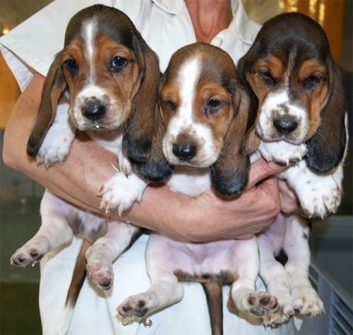 Basset Hound puppies