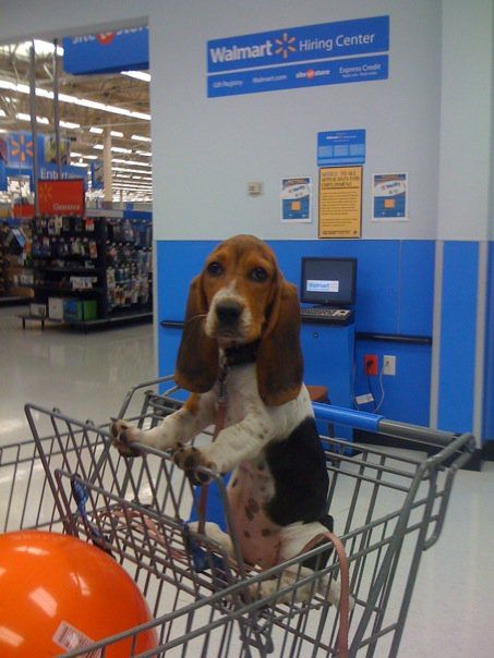 Basset Hound trolley