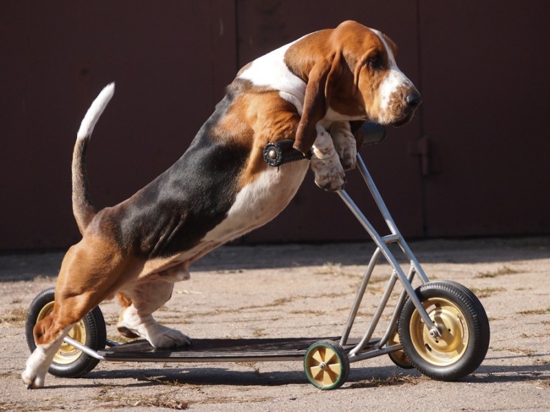 Basset Hounds kick scooter