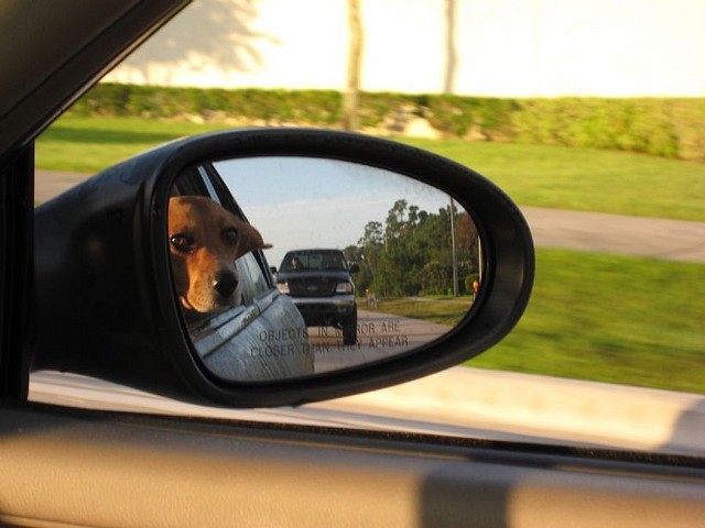 Beagle Passenger