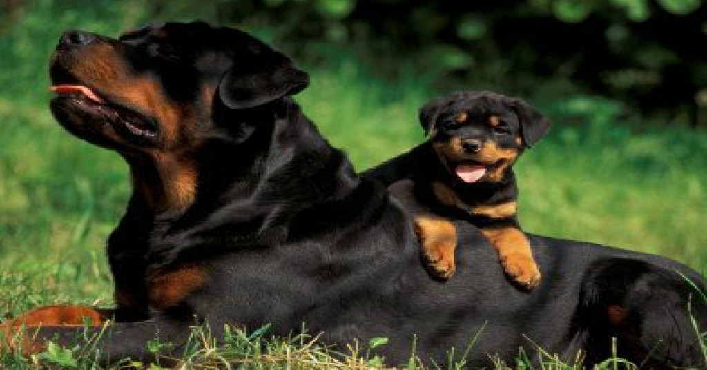 rottweilers