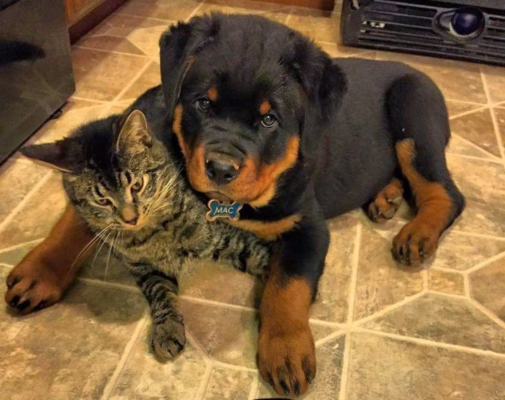 Rottweiler and cat