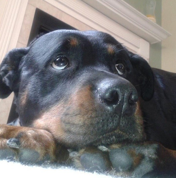 Rottweiler face