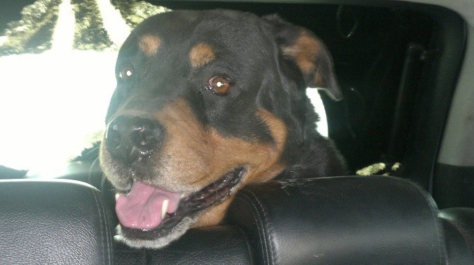 Rottweiler in car