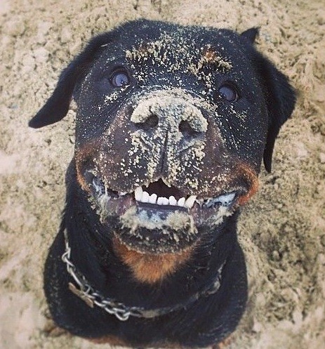 Rottweiler muddy