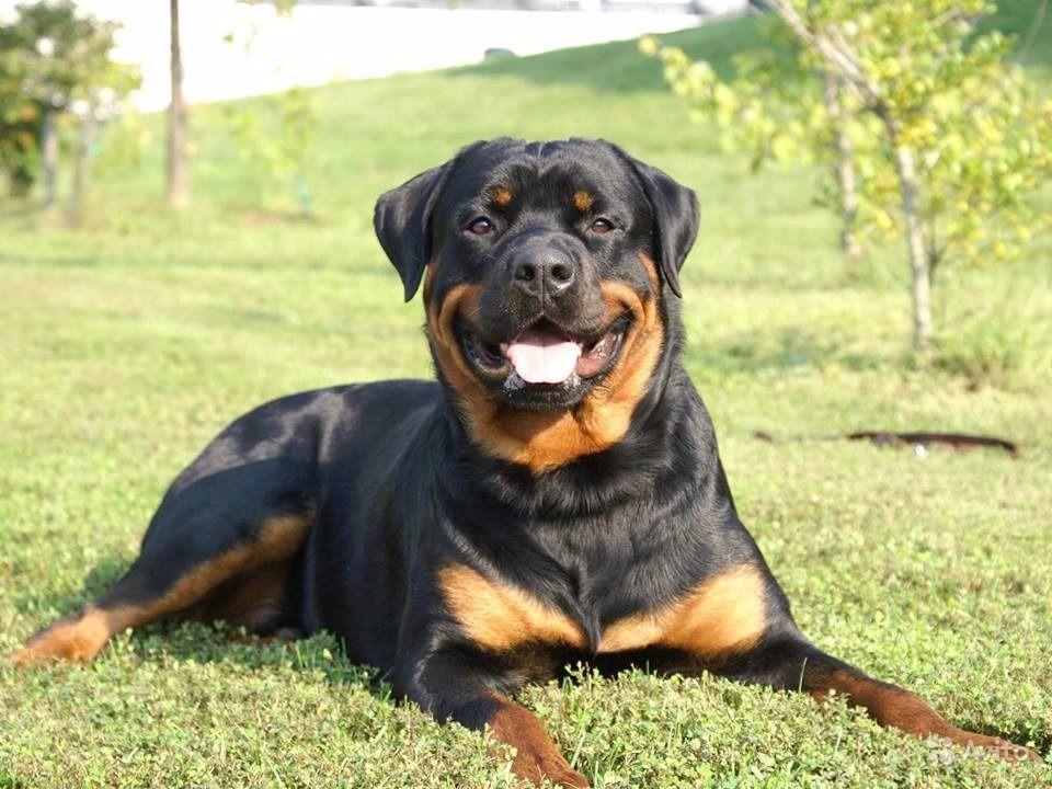 Rottweiler on grass