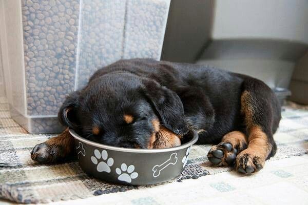 Rottweiler puppy in bowl