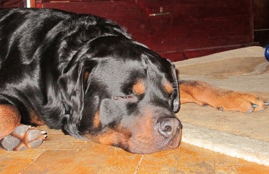 Rottweiler rest