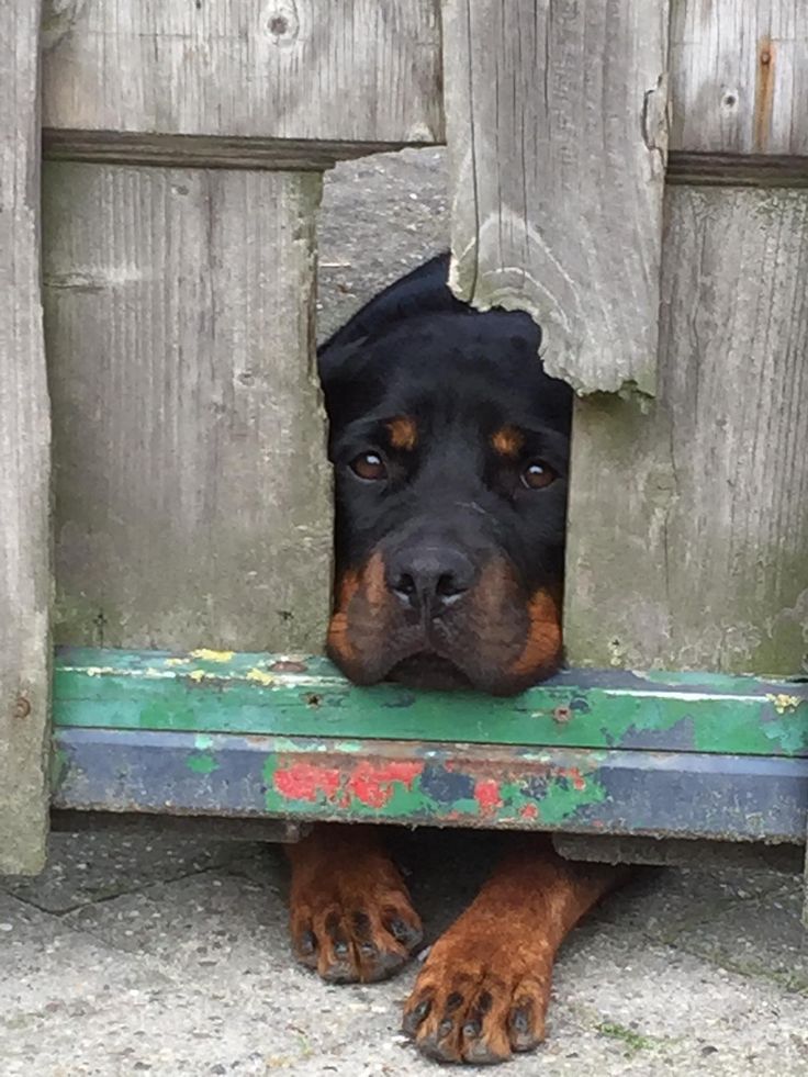 Rottweiler sad dog