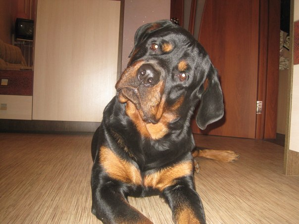 Rottweiler waiting