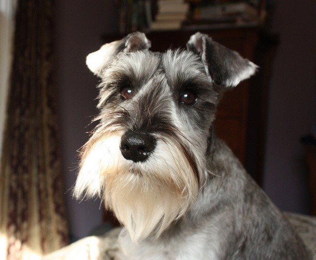 Schnauzer dog photo