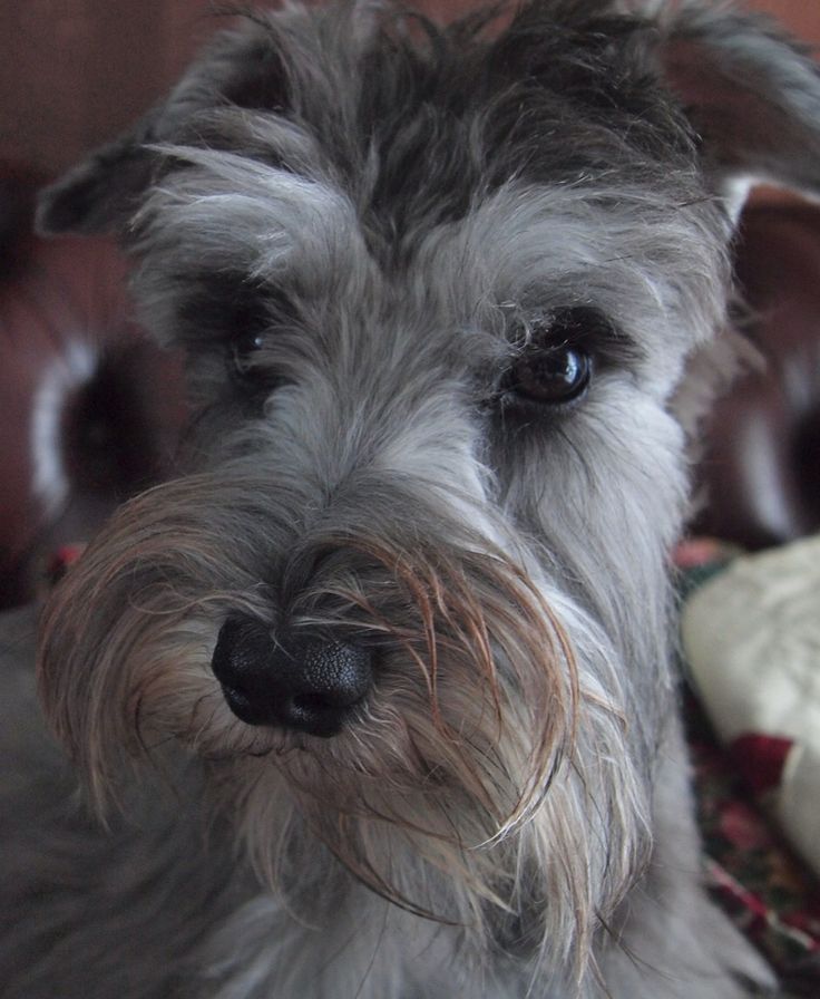 Schnauzer face