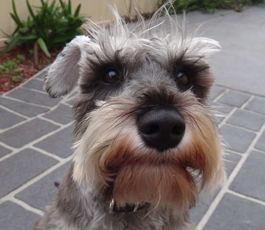 Schnauzer face