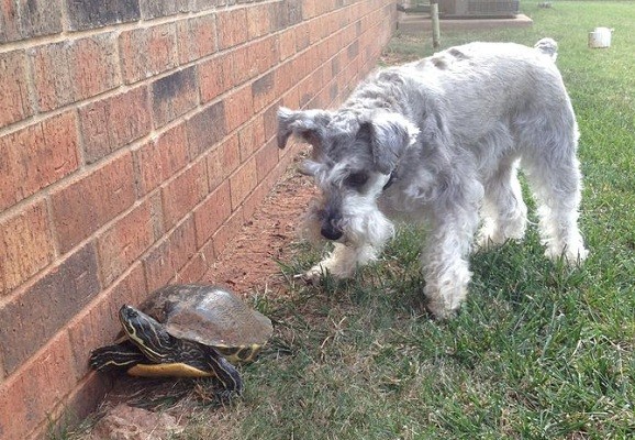 Schnauzer friend