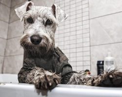 20 Things All Schnauzer Owners Must Never Forget