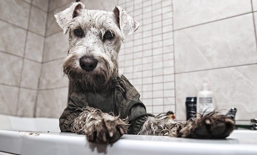 Schnauzer muddy