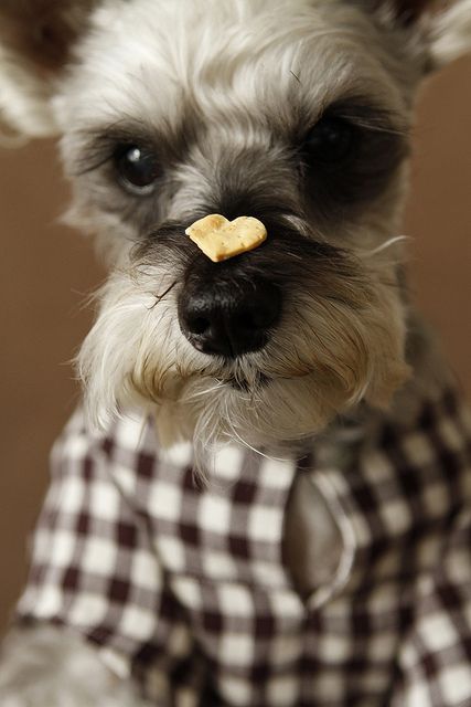 Schnauzer patience