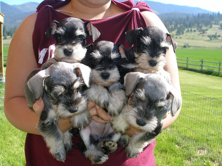 Schnauzer puppies