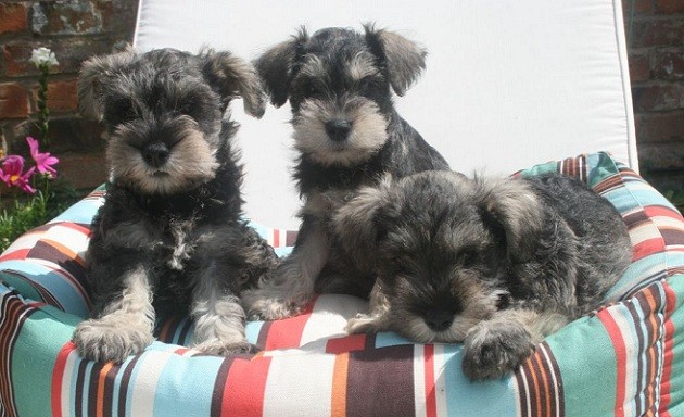 Schnauzer puppies photo