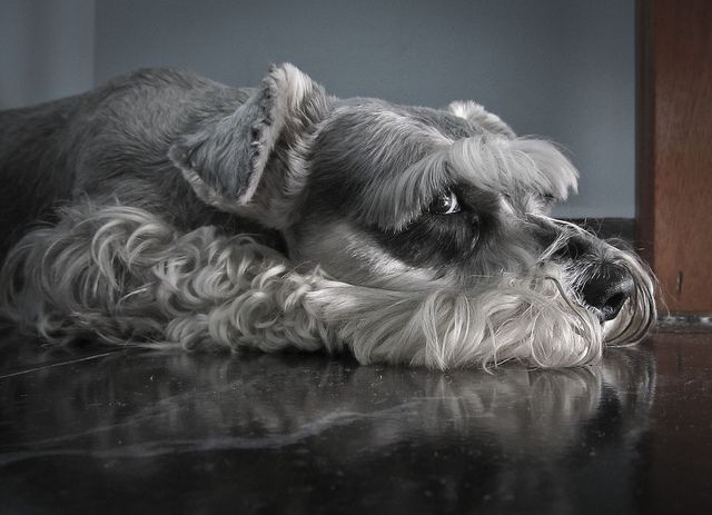 Schnauzer sad dog