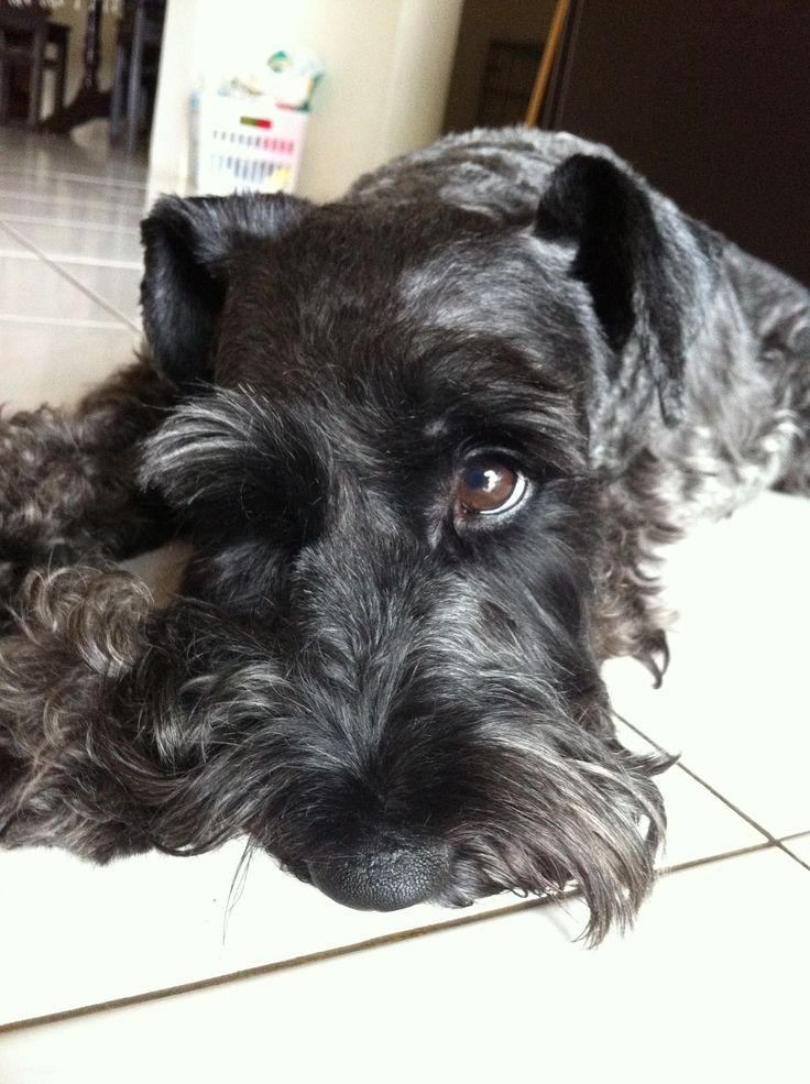 Schnauzer sad eyes