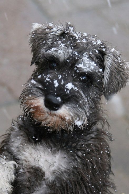 Schnauzer snow