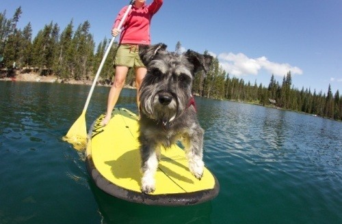 Schnauzer water