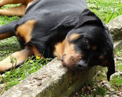 5 Problems Only Rottweiler Owners Will Understand