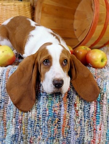 basset hound 10a