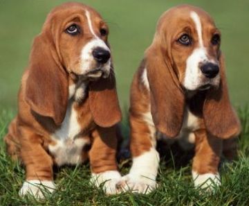 basset hound 13a