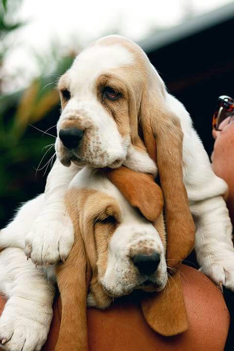 basset hound 1a