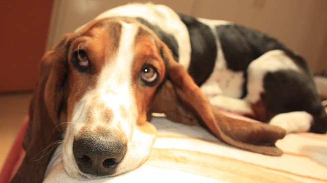 basset hound face