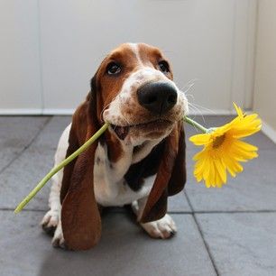 basset hound flowers