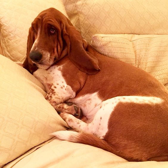 basset hound in bed