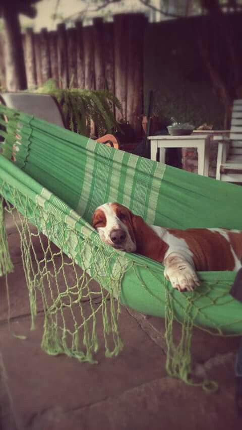 basset hound lazy