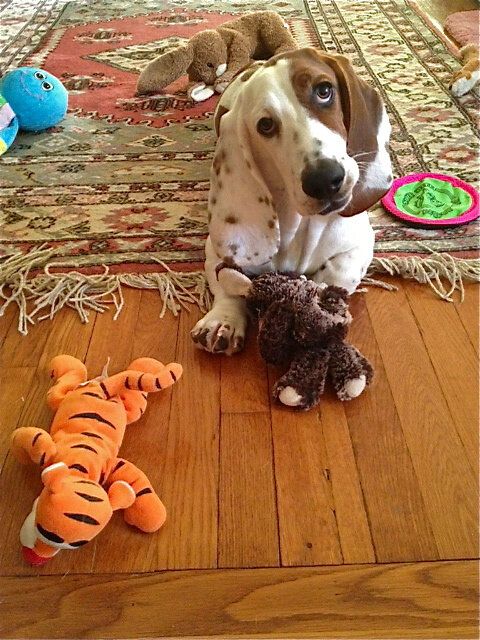 basset hound toys