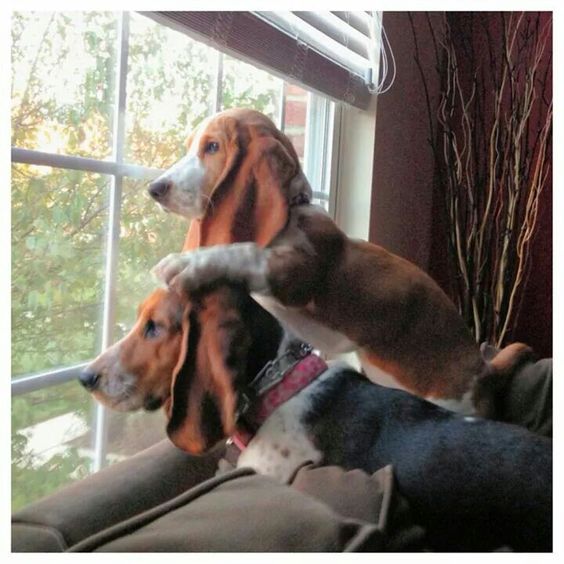 basset hounds waiting