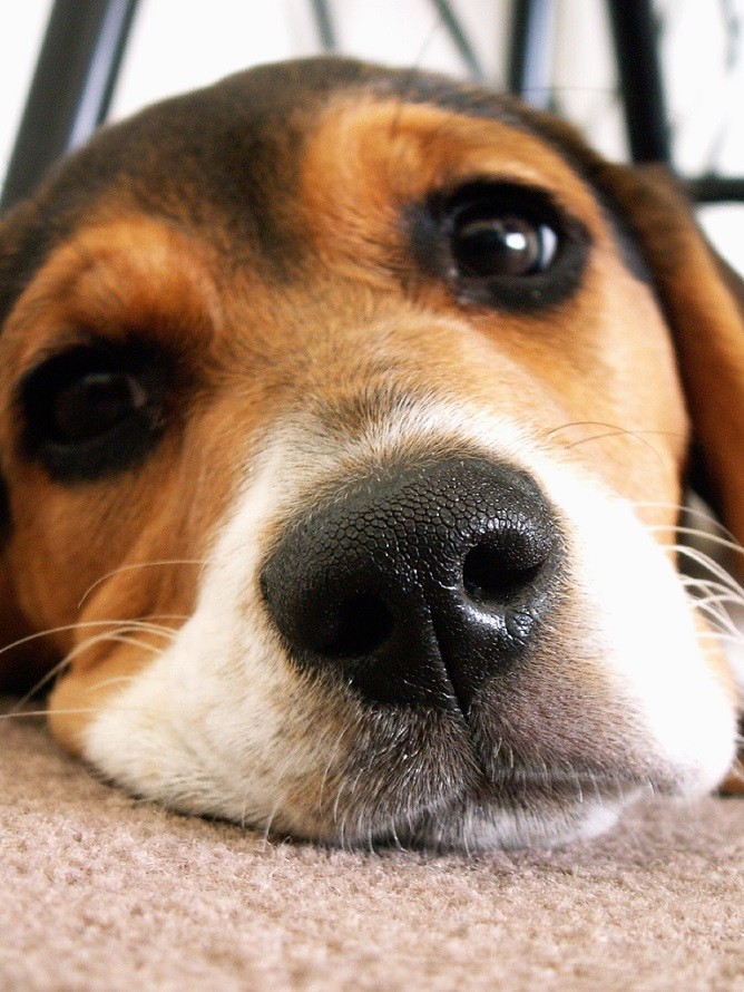 beagle nose pics face
