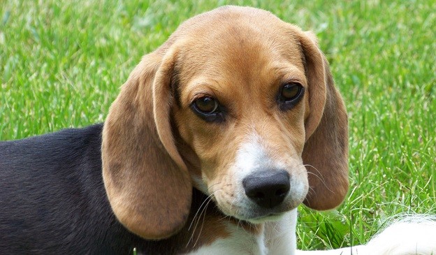beagle photo face eyes pics