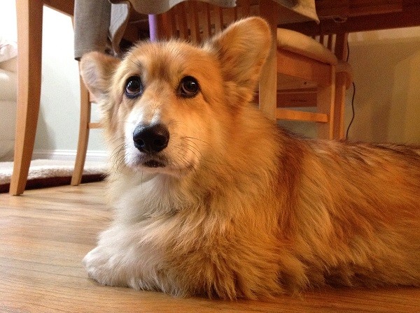 begging corgi photo