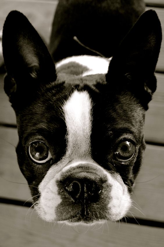 boston terrier 20