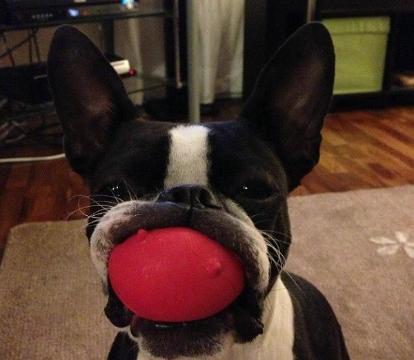 boston-terrier-ball