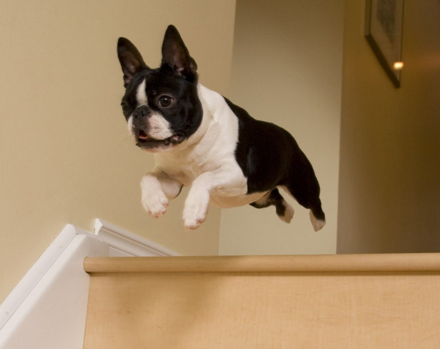 boston terrier flying