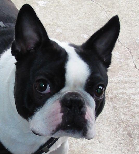 boston-terrier-glance