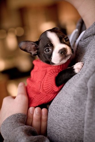 boston-terrier-hugs