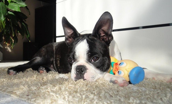 boston-terrier-sad