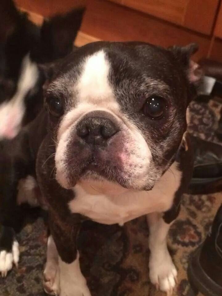 boston-terrier-senior