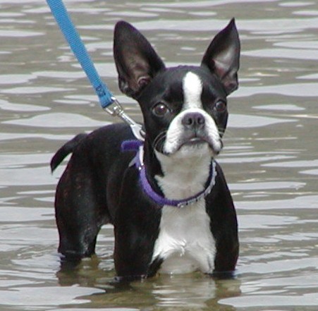 boston-terrier-water